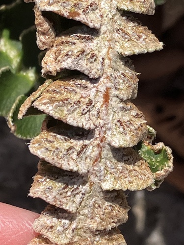 Asplenium ceterach, photograph 2