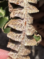 Asplenium ceterach, photograph author not stated, no rights reserved