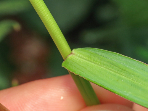 Echinochloa crus-galli, photograph 4