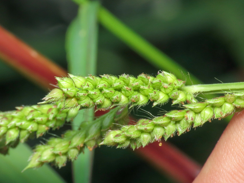 Echinochloa crus-galli, photograph 3