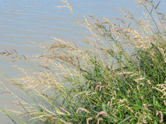 Echinochloa crus-galli, photograph (c) Emanuele Santarelli, some rights reserved (CC BY-SA)