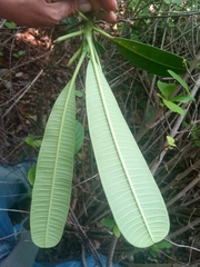 Plumeria tuberculata