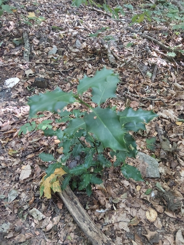 European holly