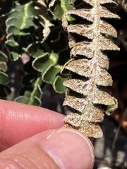 Asplenium ceterach, photograph author not stated, no rights reserved