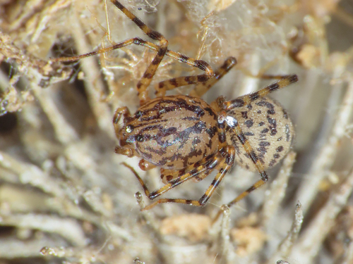 Common Spitting Spider