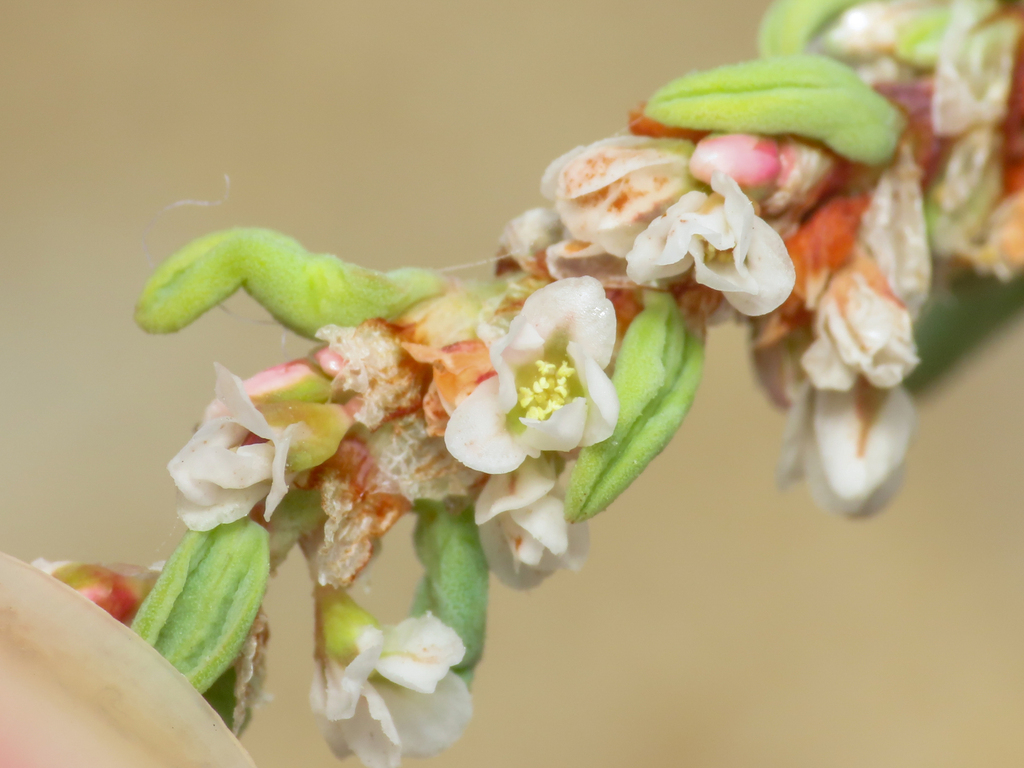 Polygonum maritimum; photograph (c) Emanuele Santarelli, some rights reserved (CC BY-SA)