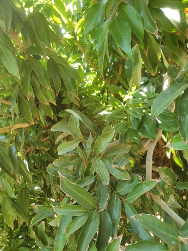 Litchi chinensis observed 2026-09-26