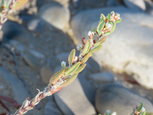 Polygonum maritimum, photograph 1