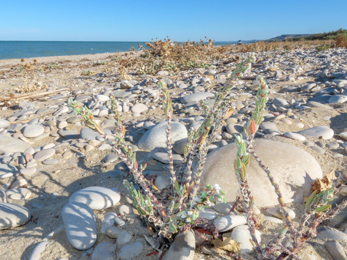Polygonum maritimum, photograph 2