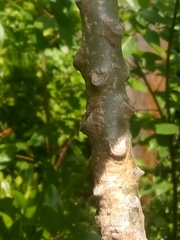 Plumeria tuberculata