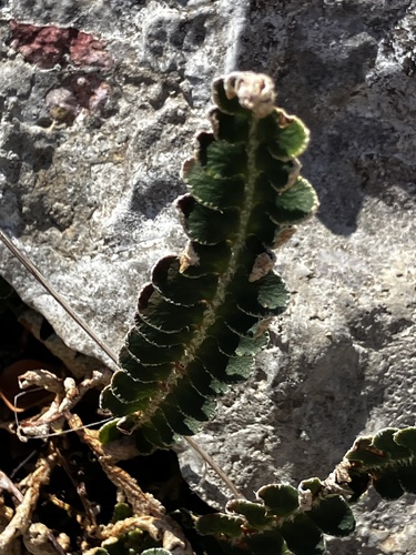 Asplenium ceterach, photograph 4