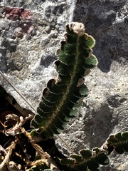 Asplenium ceterach, photograph author not stated, no rights reserved