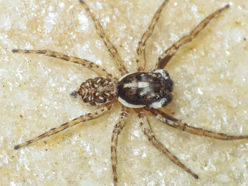 Half-edged Wall Jumping Spider