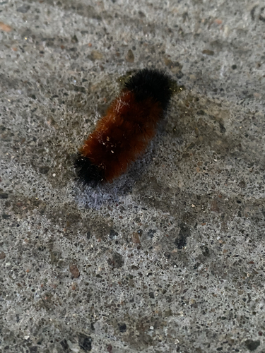 Isabella Tiger Moth