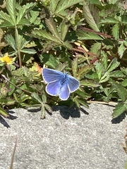 Polyommatus icarus