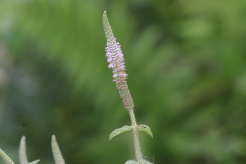 Pogostemon auricularius observed 2026-09-26