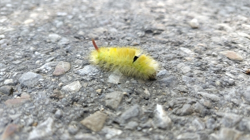 Pale Tussock Moth