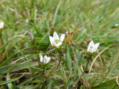 Gentianella limoselloides