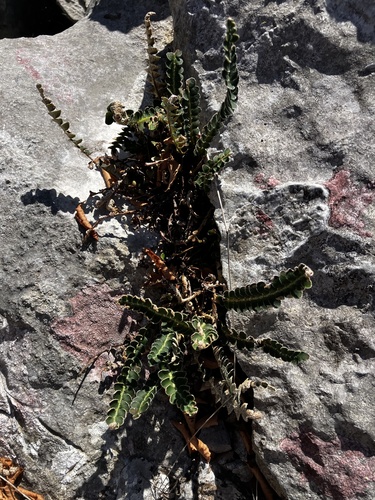 Asplenium ceterach, photograph 5