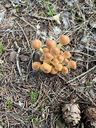 Sulphur Tuft