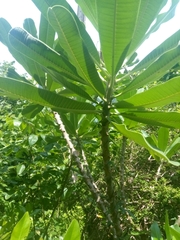 Plumeria tuberculata