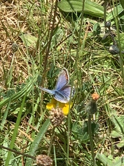 Polyommatus icarus