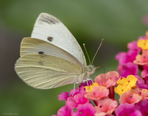 Small White