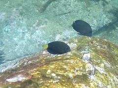 Prionurus microlepidotus