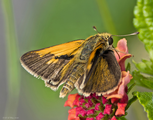 Tawny-edged Skipper