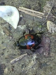 Hister quadrimaculatus