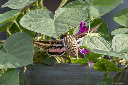White-lined Sphinx