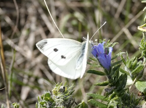 Small White