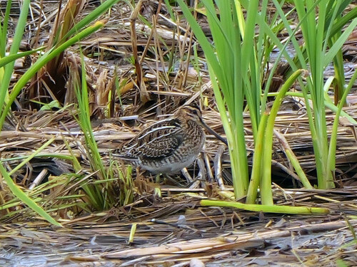 Common Snipe