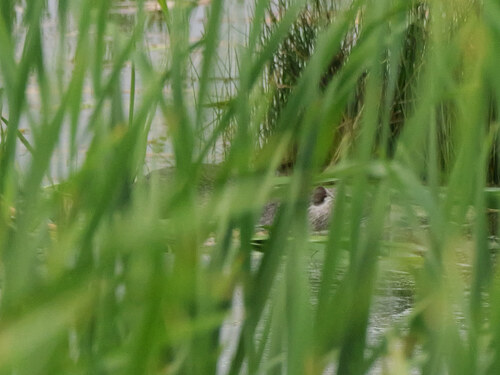Coypu