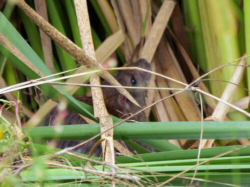 Brown Rat