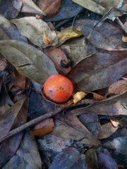 Hyperbaena laurifolia