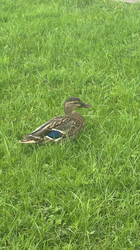 Mallard