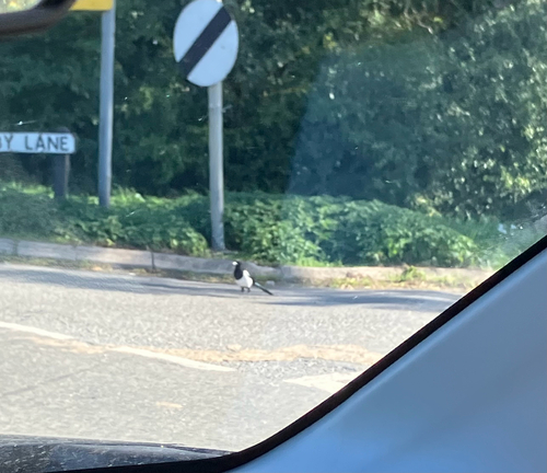 Eurasian Magpie