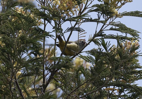 Lophozosterops javanicus observed 2026-09-24