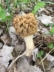 Morchella americana