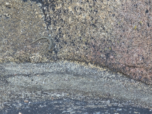 Common Wall Lizard