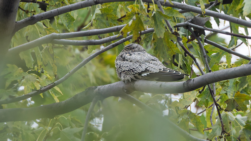 Common Nighthawk