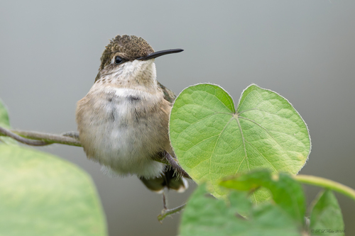 Ruby-throated Hummingbird