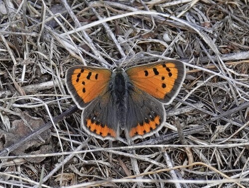 Small Copper