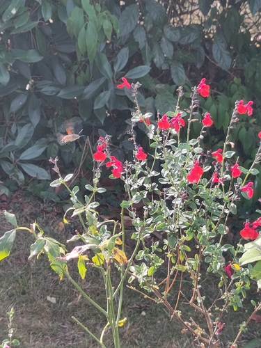 Eurasian Hummingbird Hawkmoth
