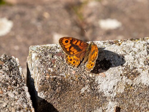 Wall Brown