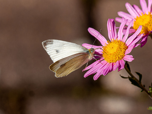 Southern Small White