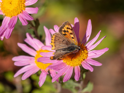 Small Copper