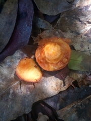 Hyperbaena laurifolia