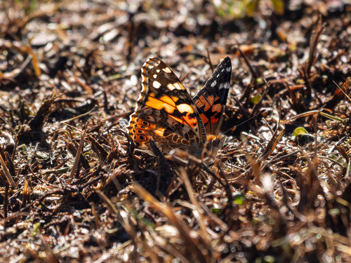 Painted Lady
